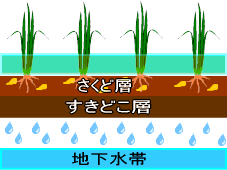 �c��ځ@�f�ʐ}